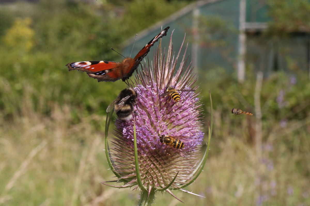 Teasal plus pollinators