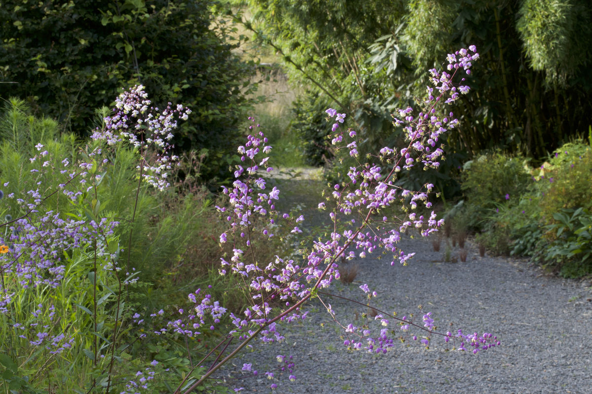 Thalictrum