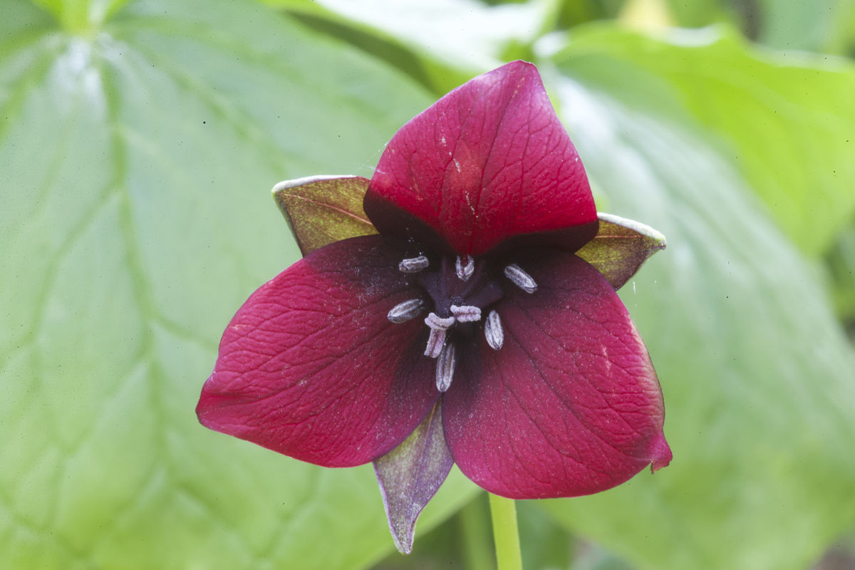 Trilliumsulcatum