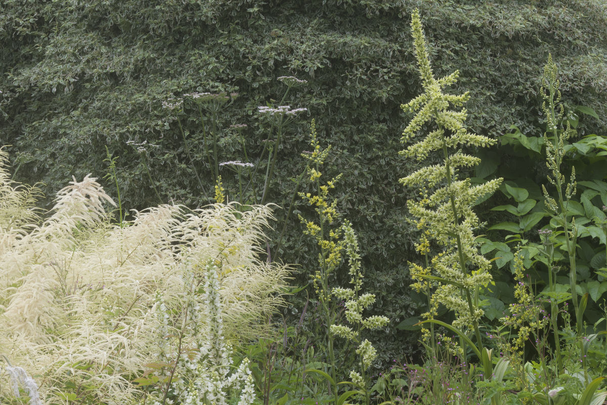 Veratrums and Filipendula