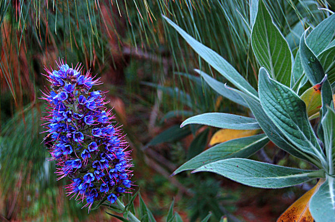 082-echium-candicans.jpg