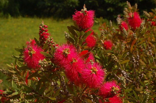 callistmon-citrinus-splendens.jpg