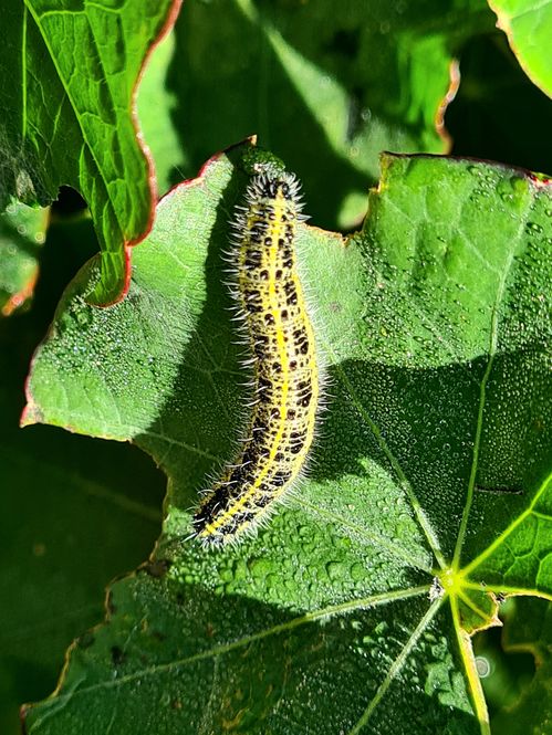 caterpillar-close-.jpg