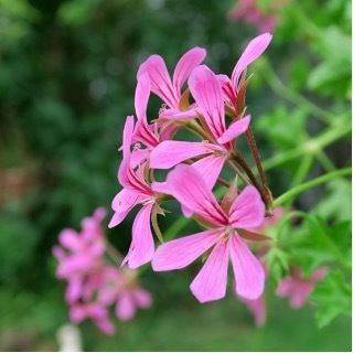 geraniums-1.jpg