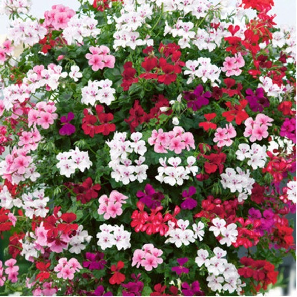 geraniums-2.jpg