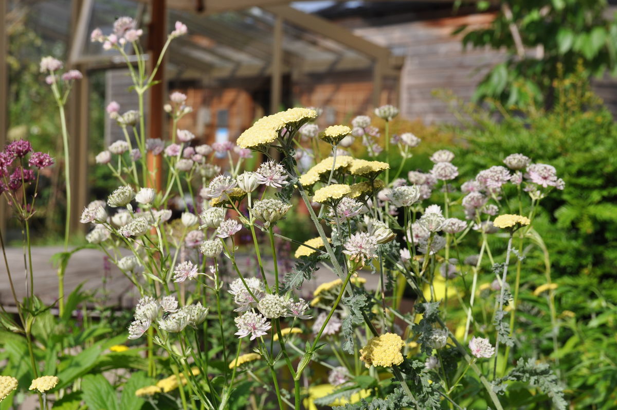 Horatio's Garden