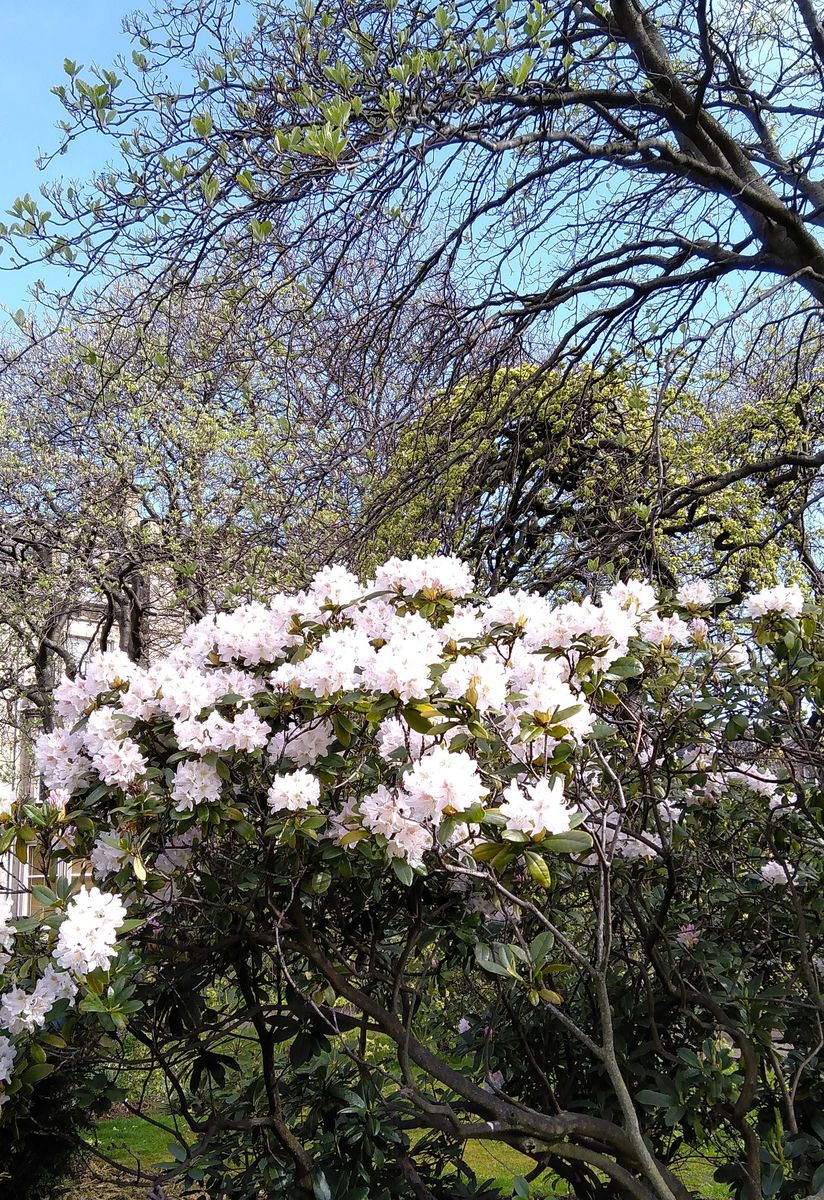 Eglinton and Glencairn Gardens