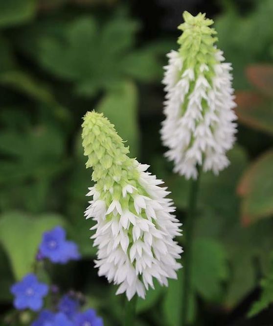 primula-vialii-alison-holland.jpg