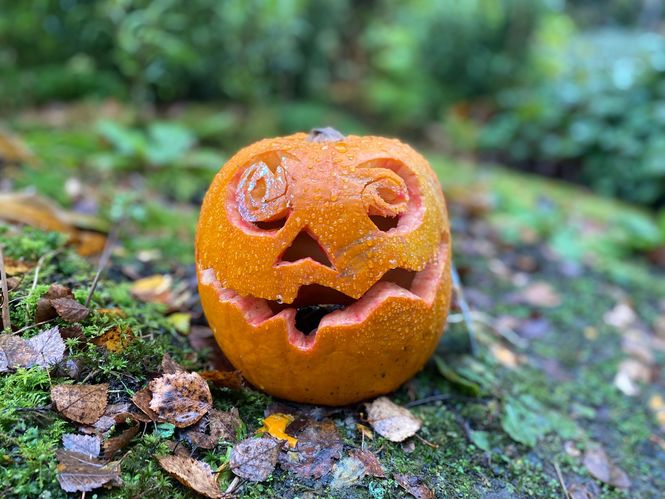 pumpkin-1.jpg
