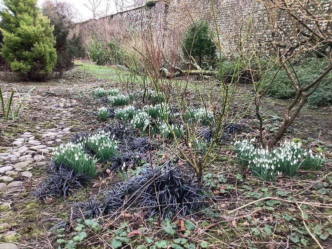 woodfall-snowdrops1.jpg