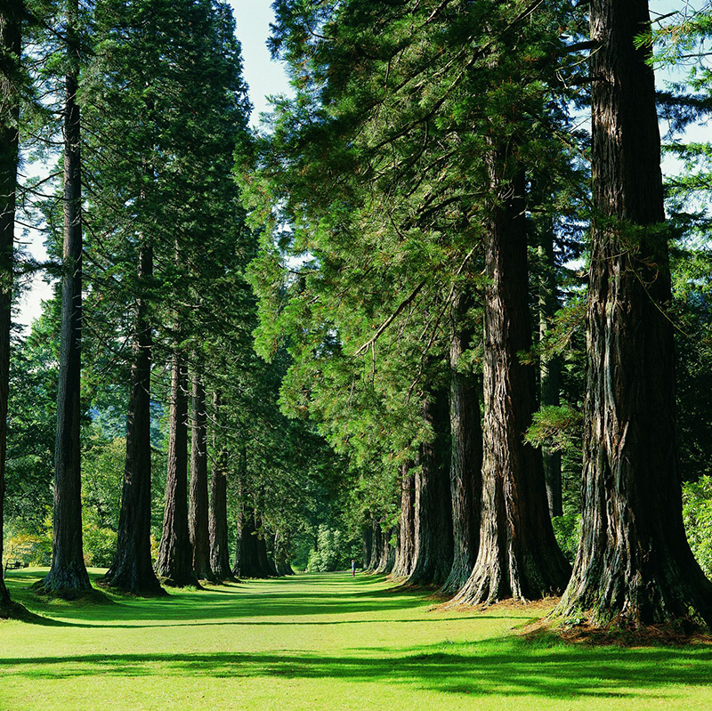 Benmore Botanic Gardens 1