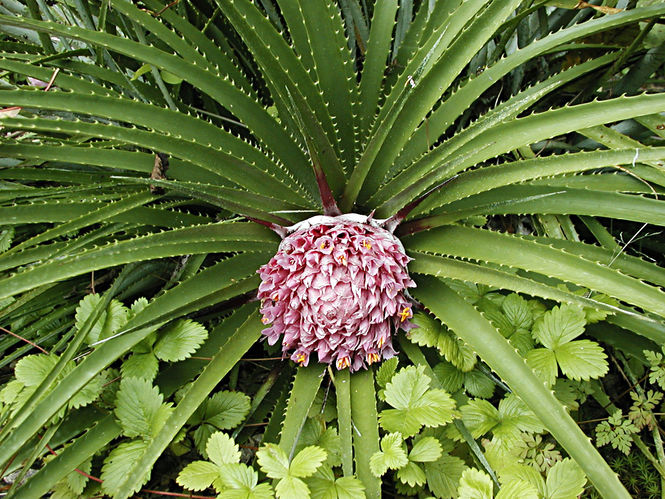 066-ochagavia-carnea-.jpg