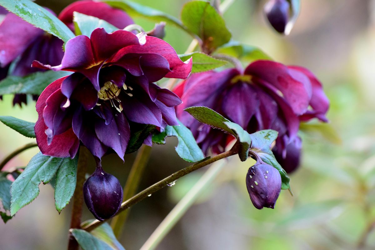 1 Alburne Park hellebores