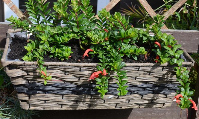 aeschynanthus-buxifolius-maurice-wilkins.jpg ©Maurice Wilkins                                       