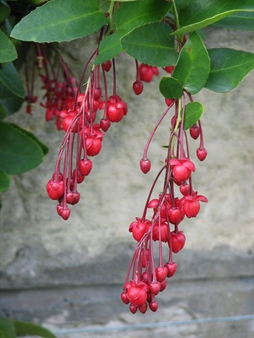 berberidopsis-corallina.jpg