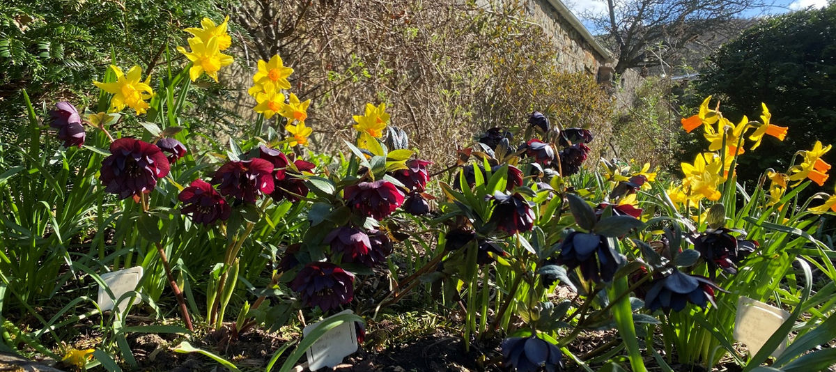 Millfield House Hellebores