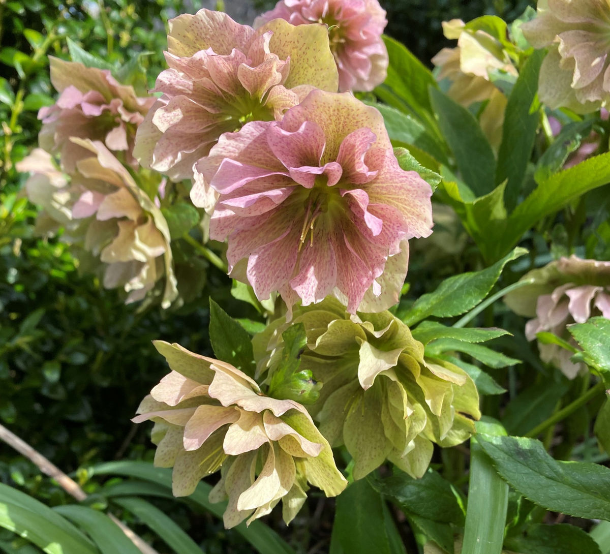 Millfield House Hellebores