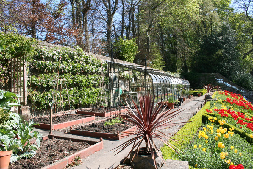 Kirklands tulips