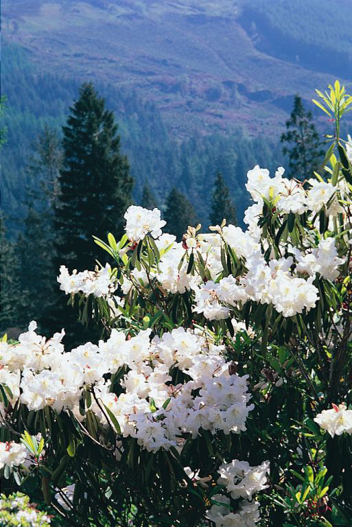 Benmore Botanic Gardens 4