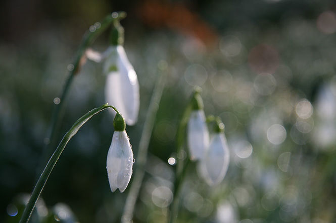 Dunvegan Castle and Gardens