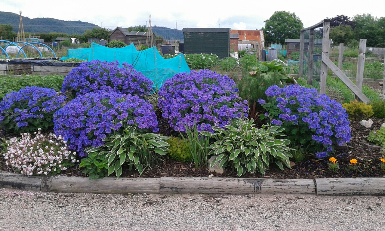 Dalbeattie Community Allotments Association