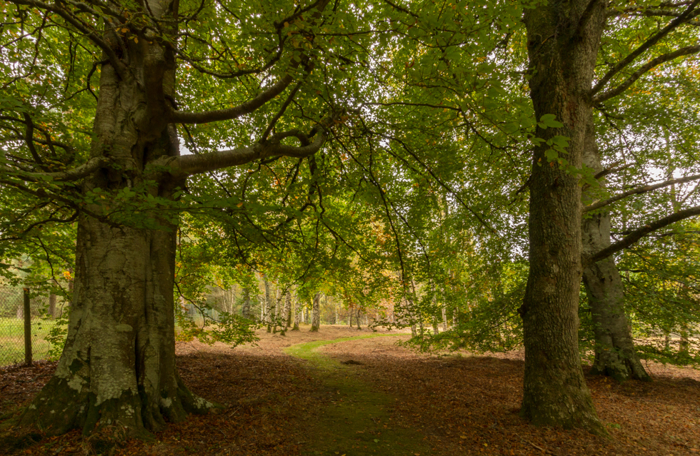 Dawyck Botanic Garden