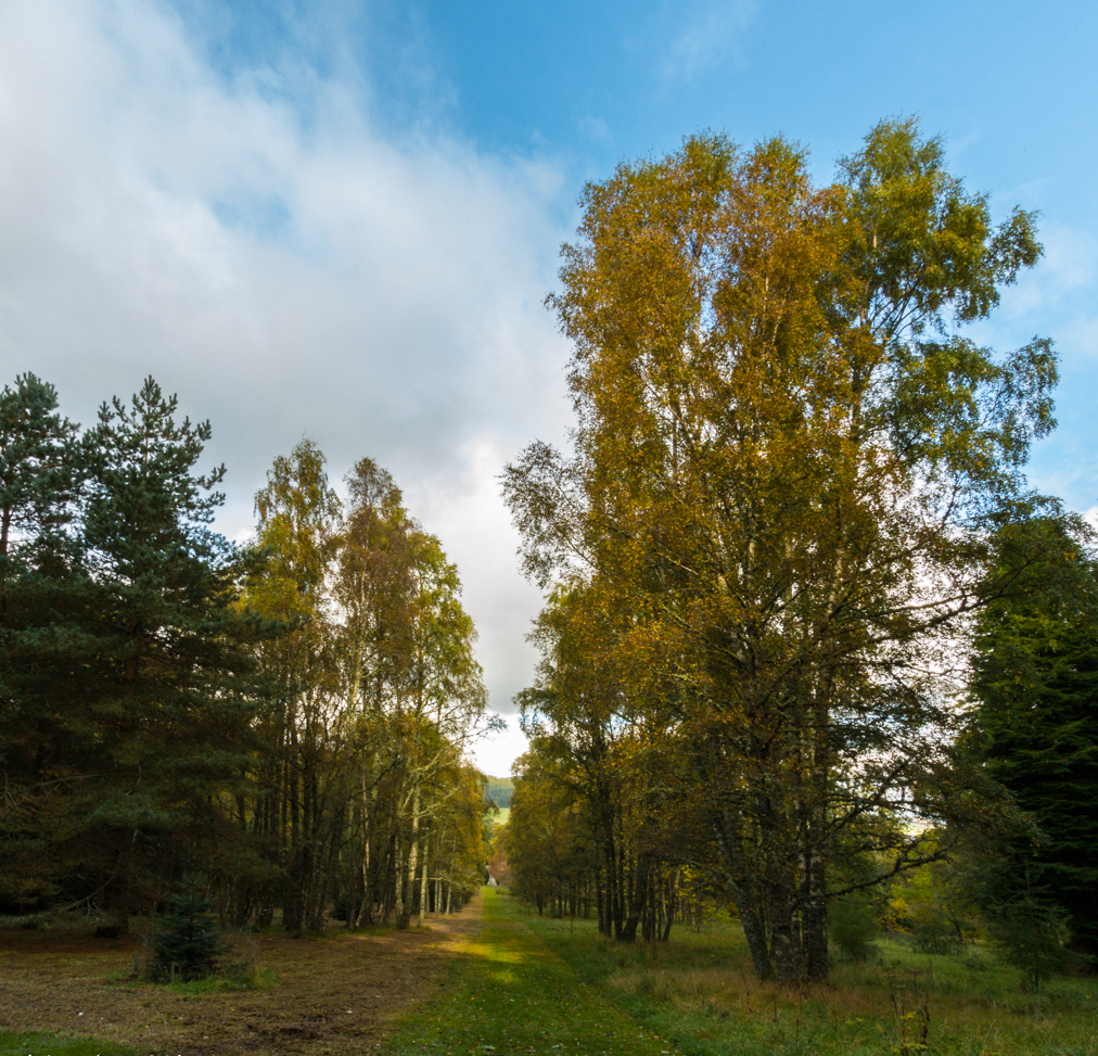 Dawyck Botanic Garden