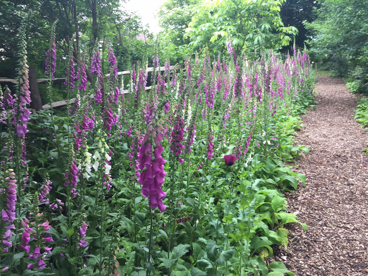 Haugh Garden